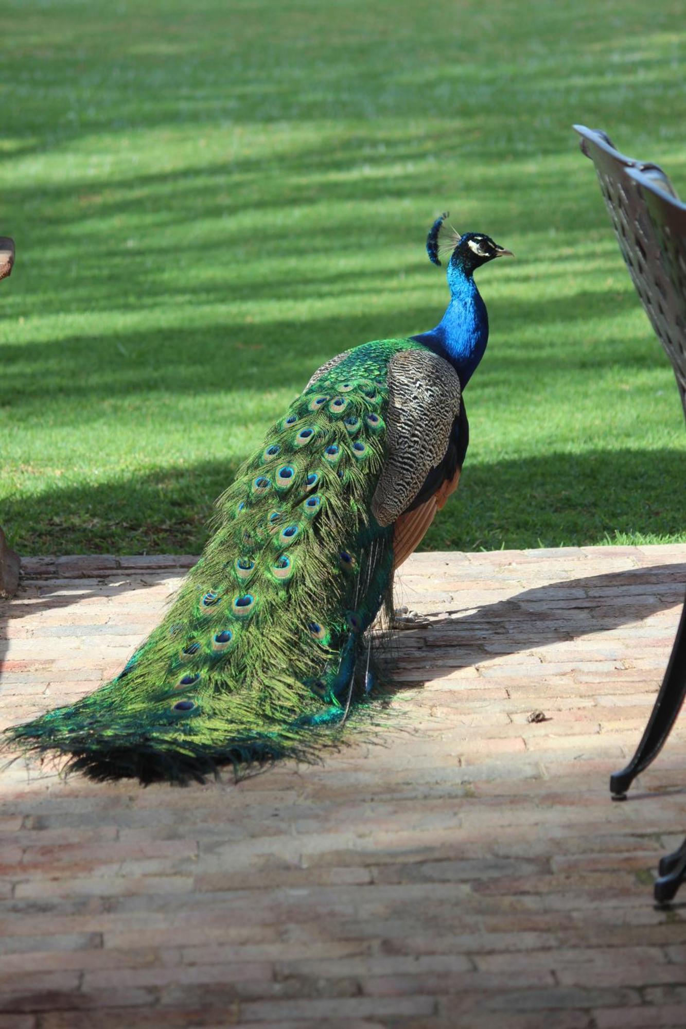 Argyll B&B Oudtshoorn Exterior photo